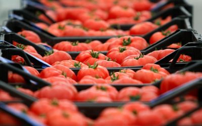 Greve em Lisboa e Setúbal com impacto na exportação de tomate