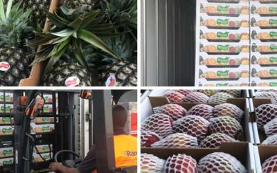 Rangel assegura transporte de fruta de Angola para Portugal