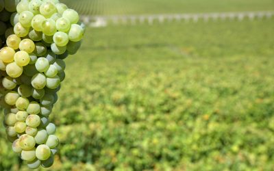 Maior apólice agrícola do País abrange cerca de 15 mil viticultores