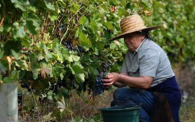 Preços dos vinhos vão subir pelo menos 10% por falta de matérias-primas e de mão de obra