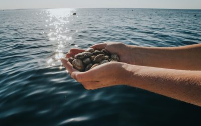 Oceano Fresco potencializa gestão com plataforma eletrónica