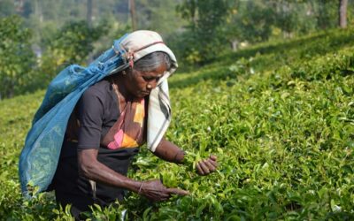 Produtores de chá do Sri Lanka contra aumentos salariais afirmando que afetará a indústria