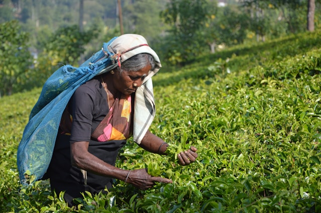 Produtores de chá do Sri Lanka
