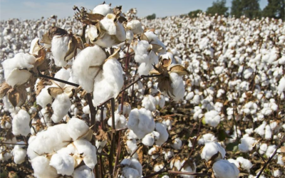 Exportações do Brasil fazem descer preço do algodão