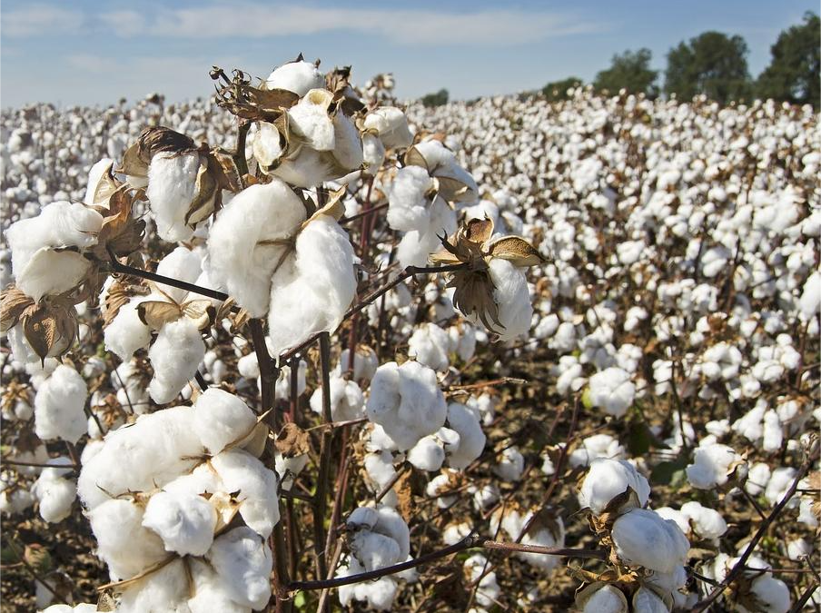 Exportações do Brasil fazem descer preço do algodão