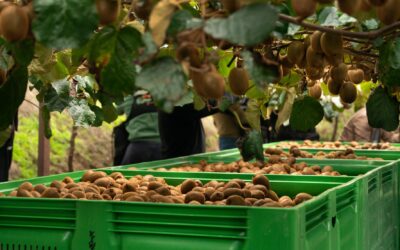 Mercadona duplicou aposta em kiwi português com a compra de mais de 5.000 toneladas em 2023